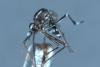 Aedes albopictus